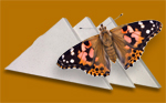 painted lady butterfly release individual boxes
