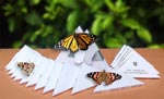 monarch and painted lady butterfly package deals