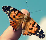 painted lady butterfly release for funeral, memorial, weddings, etc